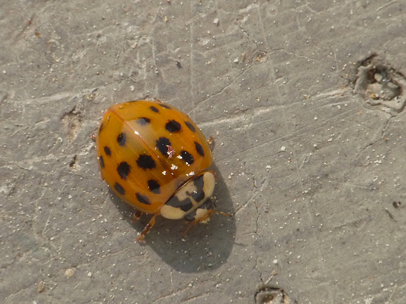 Coccinellidae: Harmonia axyridis